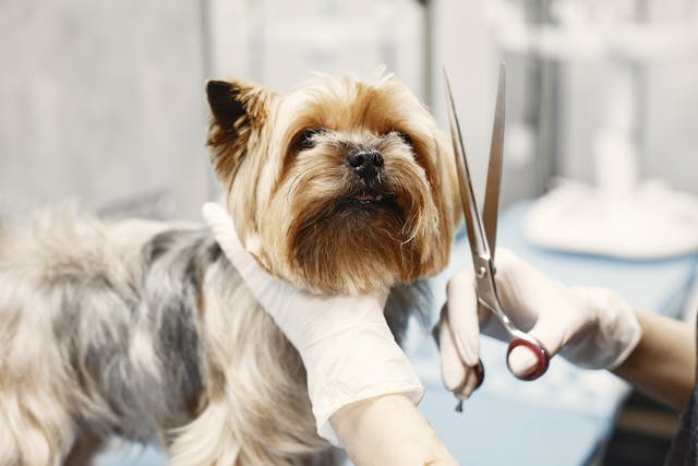 Professional Pet Groomer
