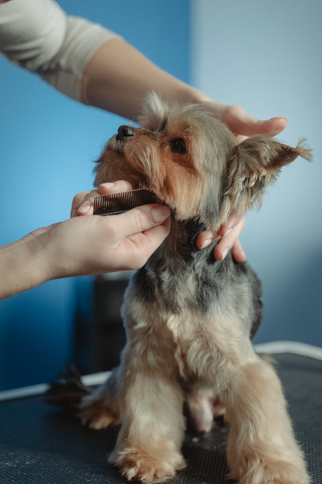 Winter Grooming Specials